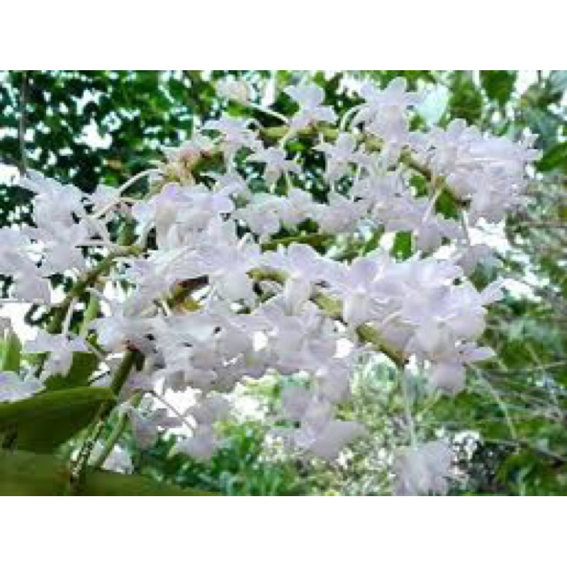 เอื้องกุหลาบขาวดอกพวงซ้อน1ต้นพันธุ์5-7ใบ พันธุ์กล้วยไม้พันธุ์ไม้ดอกไม้ประดับไม้หายาก