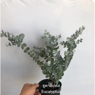 ต้นไม้นำเข้า #ต้นยูคาลิปตัส Eucalyptus