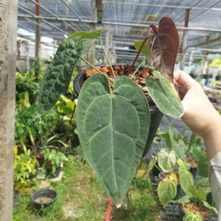 Anthurium Ace Of Spades Hybrid หน้าวัวใบ AOS