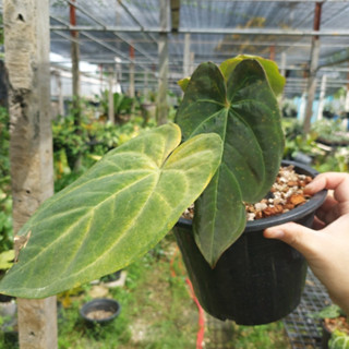 Anthurium Crystallinum x Papillilaminum Hybrid หน้าวัวใบ ลูกผสม