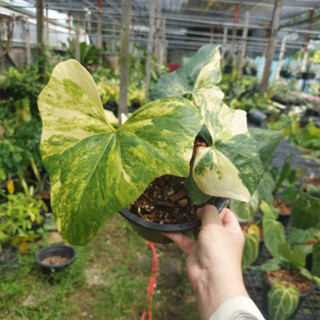 Anthurium Pterodactyl Variegated หน้าวัวใบด่าง ด่างยันก้าน