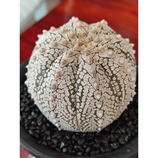 แอสโตรไฟตัม วี (Astrophytum asterias V-type)