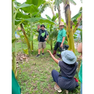 หน่อกล้วยน้ำไท-สวนG-FARM