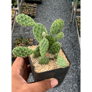 โอพันเทียแตงโม (Opuntia Decumbens)