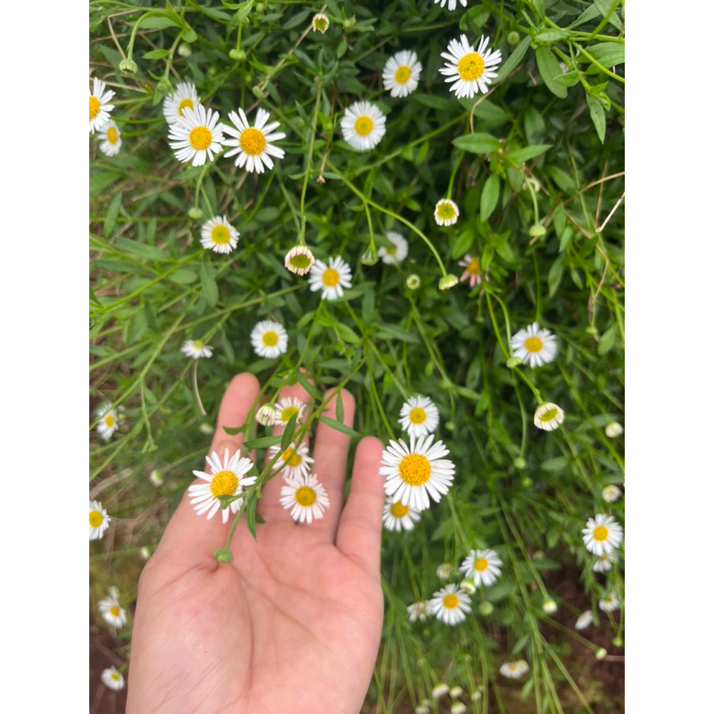 🍳เดซี่ไข่ดาวเลื้อย🌼ดอกเดซี่🌸ทานได้ 👉ปลูกง่ายโตเร็ว