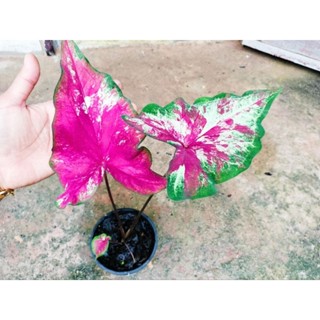 16ก.ย.2566 นางสุชาดาบอนสีด่างต้นใหญ่ไซส์แม่พันธุ์มีหัวมีหน่อกัดสีด่างสวยจัดส่งต้นจริงตามภาพ  ภาพสุดท้ายคือต้นแม่