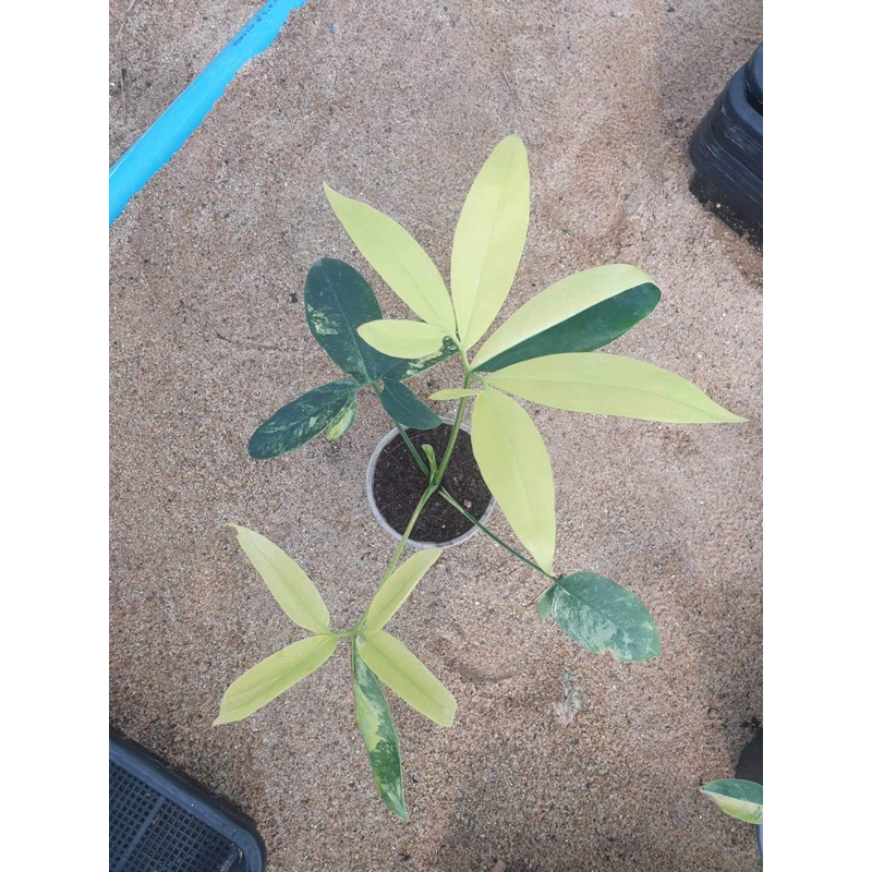 Philodendron Goeldii variegated