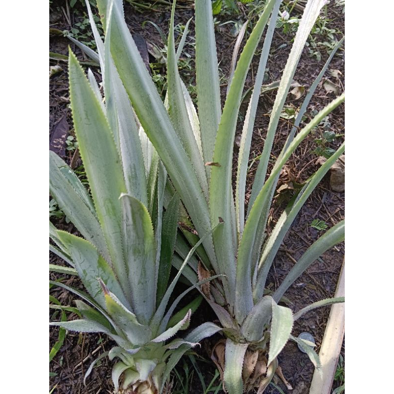 หน่อสับปะรดภูแลชุดละ10หน่อ