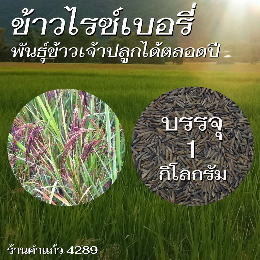 เมล็ดพันธุ์ข้าวไรซ์เบอรี่ พันธุ์ข้าวเจ้าอย่างดี คัดพิเศษ ปลูกเองขายเองโดยวิธีธรรมชาติ ปลูกได้ทั้งนาปีและนาปรัง