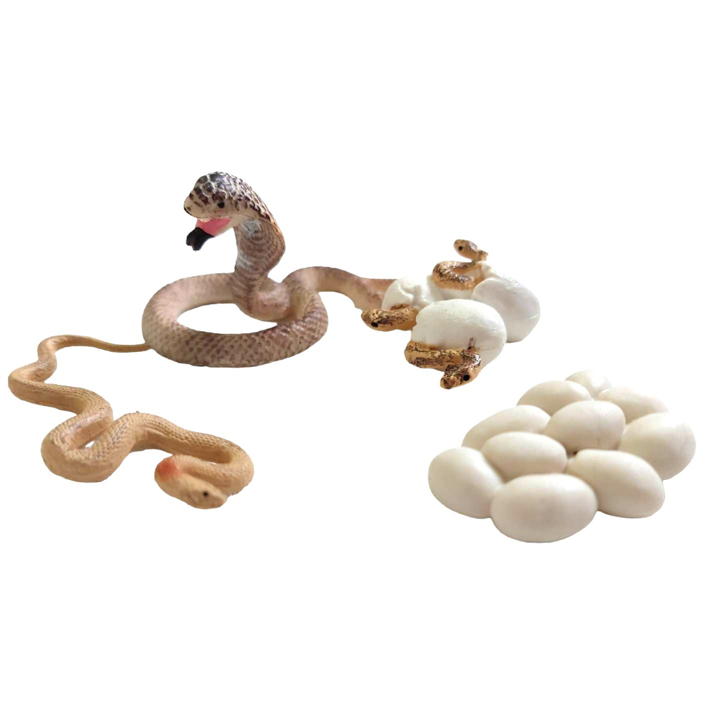 Model จำลองวงจรชีวิตสัตว์