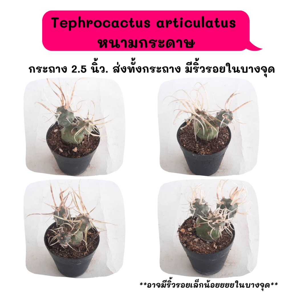 TT004 Tephrocactus articulatus หนามกระดาษ  ไม้เมล็ด Cactus กระบองเพชร พืชอวบน้ำ พืชทะเลทราย ตะบองเพชร