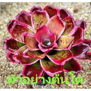 สับปะรดสี Neoregelia Sister Janet จำนวน 1 ต้น จัดส่งแบบถอดกระถาง ต้นไม้สวยงาม ฟอกอากาศ ต้นไม้มงคล