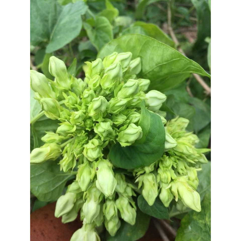 ต้นกล้าสลิด ขจร  ต้นกล้าละ 26   บาท ซื้อ 10แถม 2 กล้า - รูปที่ 3