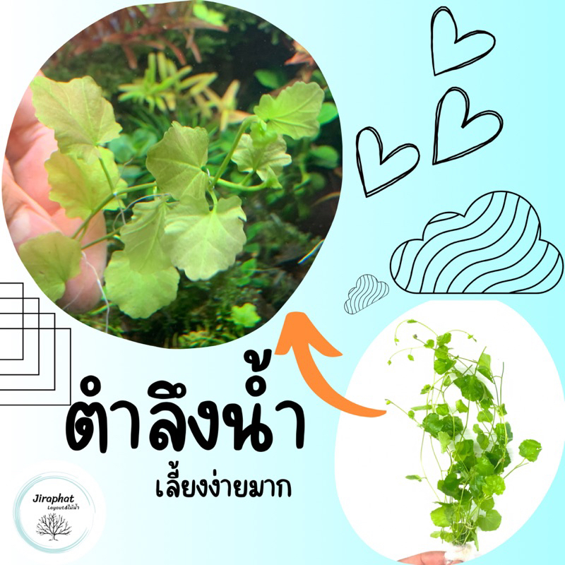ต้นไม้น้ำ ตำลึงน้ำ - CARDAMINE LYRATA