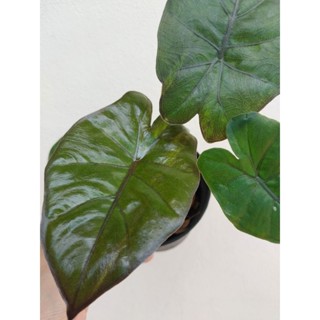 ยูคาตันปริ้นเซส ด่างเหลือง Alocasia Yucatan Princess V. ส่งพร้อมกระถางได้ต้นตามภาพ