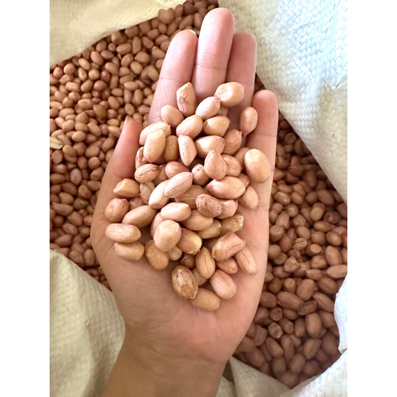 ถั่วลิสง ไซส์ใหญ่ คัดเกรด สวย สด ใหม่ บรรจุ 1 กก. - รูปที่ 2