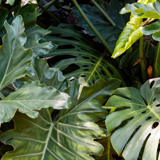 ปุ๋ย ไม้ฟอกอากาศ ไม้มงคล ไม้ด่าง Air Purifying Plants สำหรับไม้ใบ ทุกชนิด #บอน #ฟิโล #มอนสเตอร่า