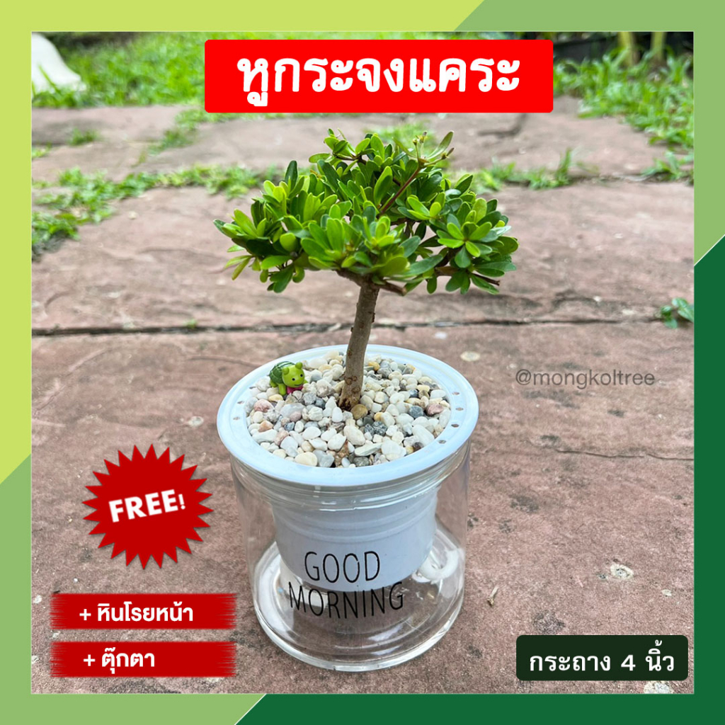 (มีของแถม!!) หูกระจงแคระ พร้อมกระถางต้นไม้ 4 นิ้ว แบบใส รดน้ำอัตโนมัติ ต้นหูกระจง ต้นแผ่บารมี ต้นไม้มงคล นำโชค