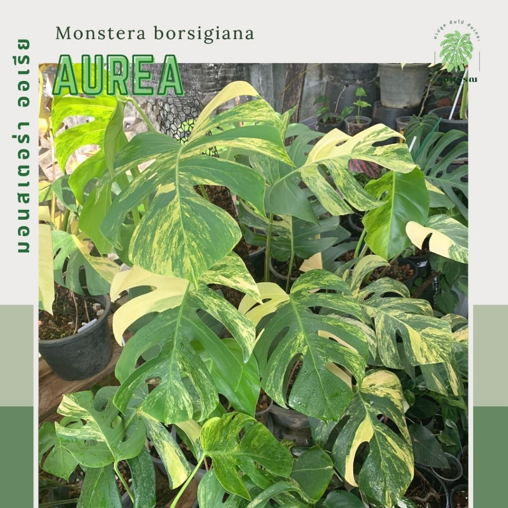 มอนสเตอร่า ออเรีย | มอนสเตอร่าด่างเหลืองสามสี | Monstera borsigiana aurea