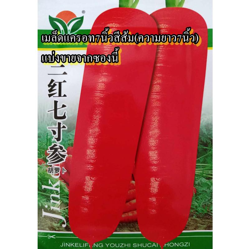 500+ เมล็ด เมล็ดแครอท7นิ้วสีส้ม(ความยาว7นิ้ว) (ปลูกง่าย รสชาติหวานกรอบอร่อย เนื้อผลสีส้มแดง เนื้อเนียนรสชาติดี หัวใหญ่)