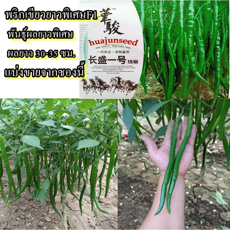 40 เมล็ด เมล็ดพริกเขียวยาวพิเศษF1 (พันธุ์ผลยาวพิเศษ ผลยาว 30-35 ซม. รสชาติเผ็ดน้อย มีกลิ่นหอมเฉพาะตัว ผลพริกสีเขียวเข้ม)