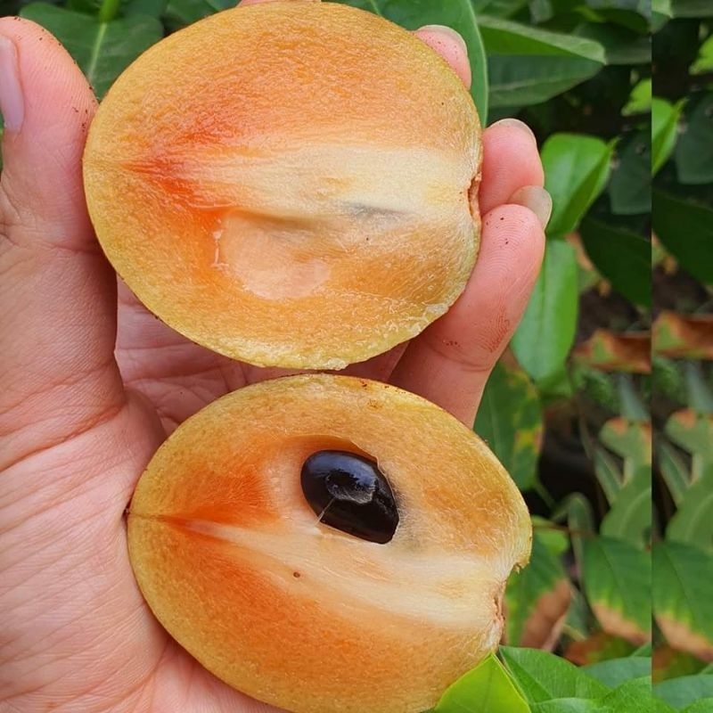 ละมุด 3 KG. มีจัดส่งเร็ว!! ของดีสุโขทัย Organic 100% คละไซส์ พันธุ์หวานกรอบ