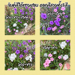 กิ่งต้อยติ่งฝรั่ง ดอกสีม่วง ขาว ชมพู ฟ้าประทานพร คละสีได้ กิ่งตัดสด ชุด50กิ่ง แถม10++