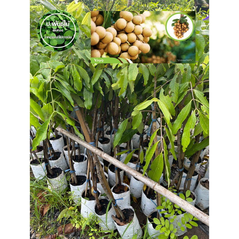 ต้นลำไยพวงทอง กิ่งตอน ออกผลไว เสียหายเคลมฟรี