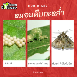 💥💥 สินค้ายกลัง 💥💥 ฟิโพรนิล ตราไก่ (ขวดเขียว) 1ลิตร*12ขวด (ฟิโพรนิล) ป้องกันและกำจัด หนอนใยผัก หนอนคืบกะหล่ำ ด้วงงวงเจาะส