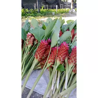ต้นดอกกระเจียวสีแดง มีหัวรากพร้อมปลูกในถุงดำ 39 บาท