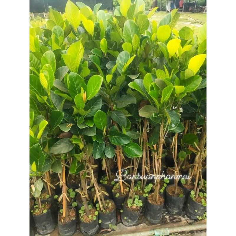 ต้นขนุน พันธุ์ทองส้ม ต้นทาบกิ่ง สูง 80-100 ซม.
