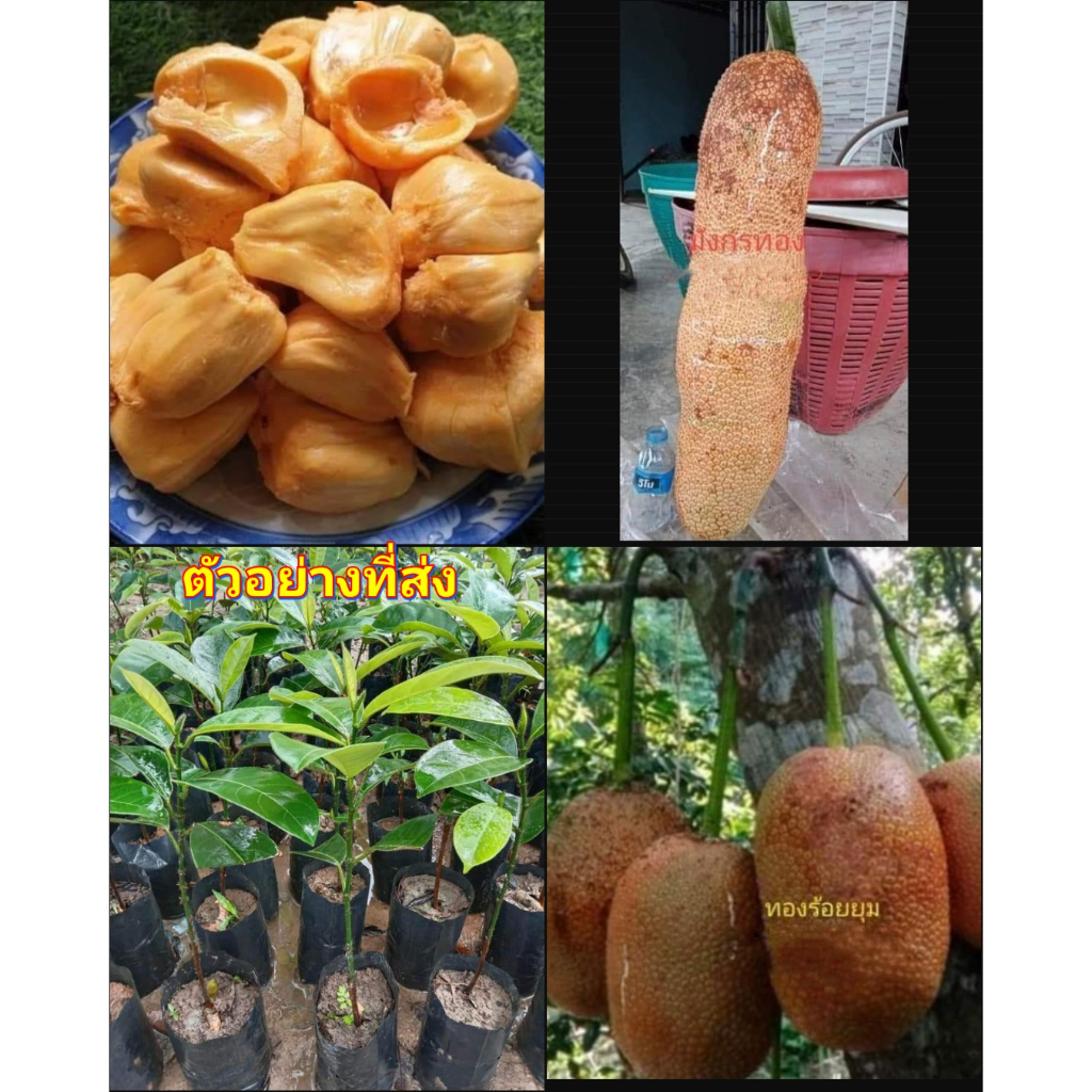 รวม มี 6 สายพันธุ์ ให้เลือก ต้น จำปาดะ มังกรทอง ทองร้อยยุม วังทอง ยุมกรอบ ทองตาปาน ไร้เมล็ด / จิรายุ