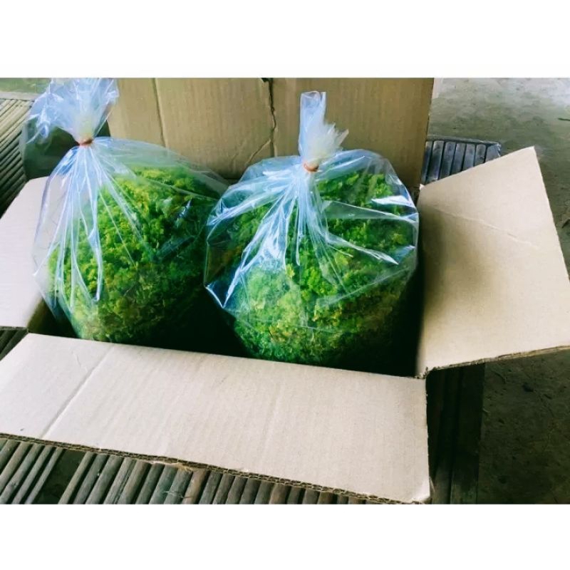 แหนแดงไมโครฟิลล่า ราคาพิเศษ โลละ 40฿