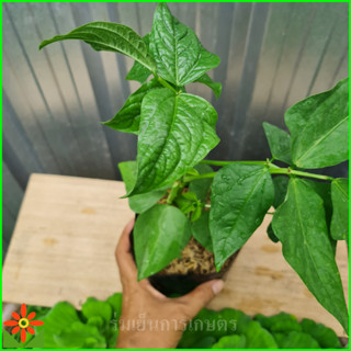 ต้นถั่วฝักยาว เพาะในถุงดำ 5.5นิ้ว กำลังโต ขนาดแตกต่างตามรุ่น…