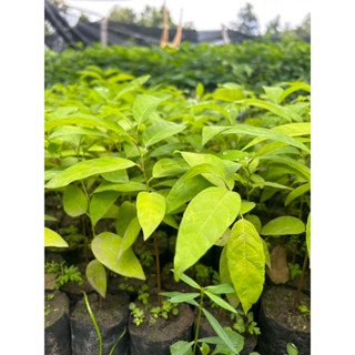 ‼️ต้นน้อยหน่า‼️ ต้นสูง10เซน ต้นน้อยหน่าหนังเขียวเกษตร เพาะเม…