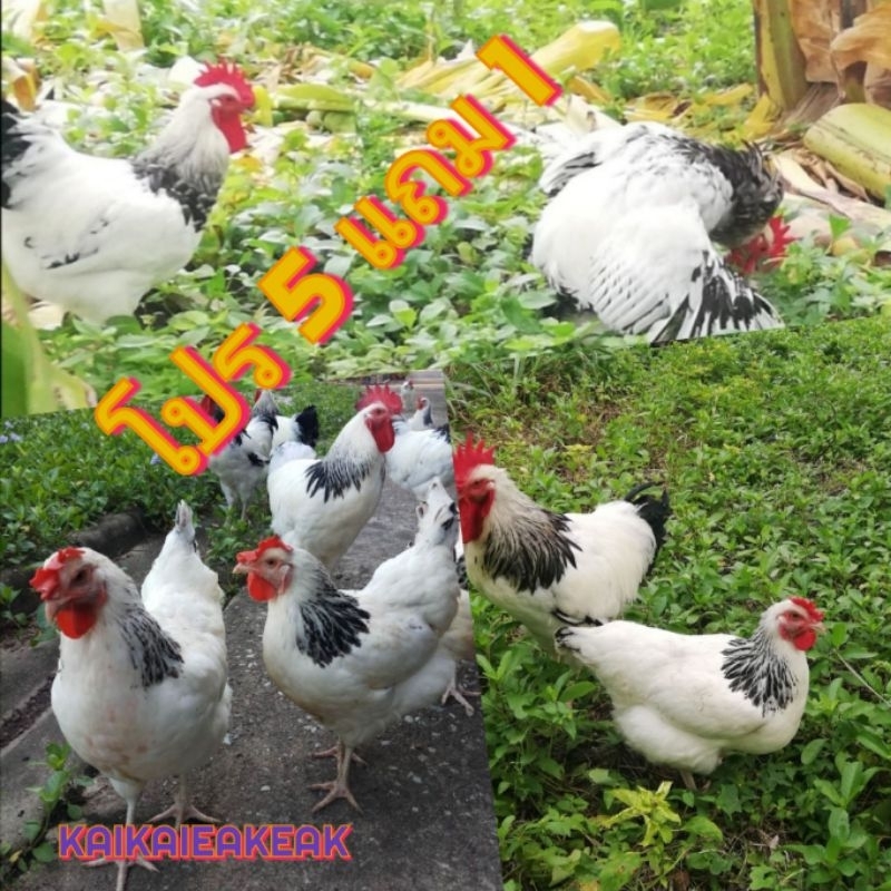 ไข่เชื้อลุ้น​เชื้อ​ไข่ไก่ไลท์​ชัชเชคไก่พันธุ์​ไข่พ่อพันธุ์​แม่พันธุ์​ฟองละ85บาทตามภาพซื้อ5ฟองแถม1ฟอง