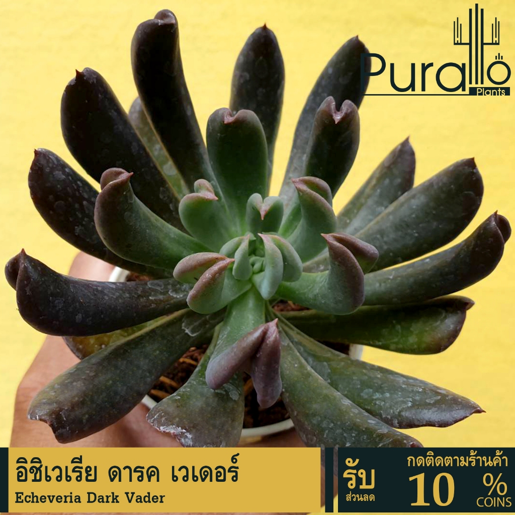 ต้นไม้อวบน้ำ กุหลาบหิน อิชิเวเรีย ดารค เวเดอร์ Echeveria Dark Vader #succulent #Echeveria