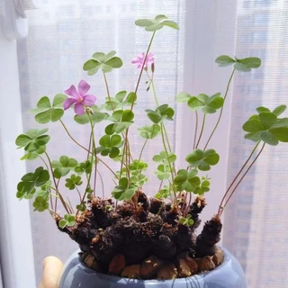 💕Oxalis articulata rubra​ โคลเวอร์​3แฉก💕