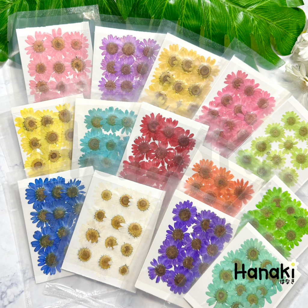 【พร้อมส่ง】Daisy ขนาด2-3CM ดอกเดซี่ทับแห้ง ดอกไม้ทับแห้ง Pressed Flowers ราคา ถูกที่สุด ดีลบีเคเค แกลเลอรีภาพที่ 2