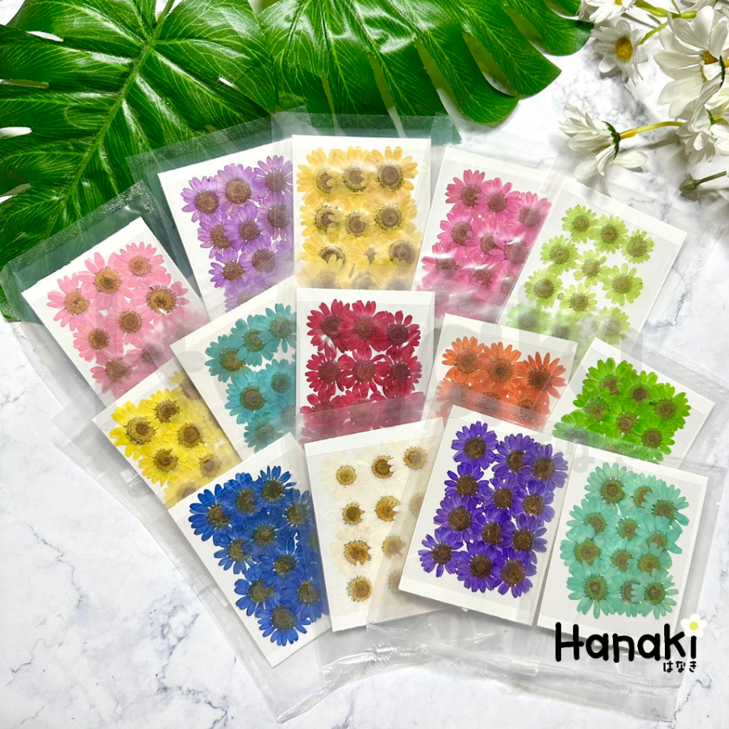 【พร้อมส่ง】Daisy ขนาด2-3CM ดอกเดซี่ทับแห้ง ดอกไม้ทับแห้ง Pressed Flowers ราคา ถูกที่สุด ดีลบีเคเค แกลเลอรีภาพที่ 6