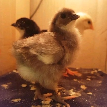 ไข่เชื้อไก่ ออสตราลอป 3ใบ100 Australorp ออสตราล็อป ออสตราล็อบ มีโอกาสได้ทั้งสามสี!