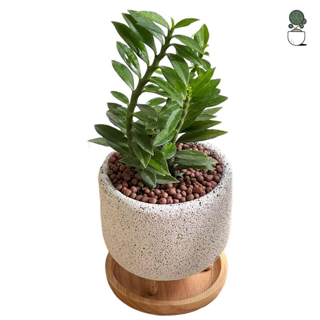 ต้นไม้ปลูกในบ้าน ไม้ฟอกอากาศไม้มงคลไม่ต้องการแดดจัด ต้นไม้จริง ตกแต่งบ้าน ต้นไม้ภายในอาคาร - รูปที่ 2