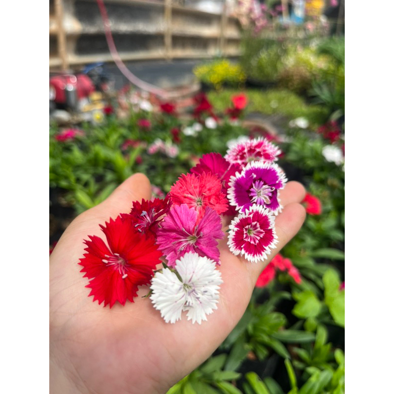 💐ดอกผีเสื้อ🌸ดอกไม้ทานได้ 👉คละสีส่ง🌼สีสวยสด
