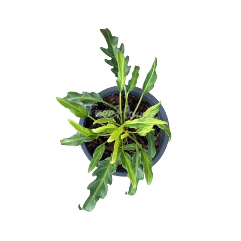 ซานาดูแคระด่าง (Philodendron dwarf xanadu variegated) กระถาง 4 นิ้ว