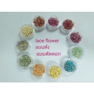 ดอกไม้แห้งขนาดเล็ก lace flowerอบ แห้งสำหรับงานฝีมือ, ติดเล็บ