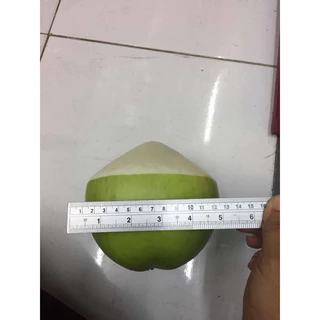 มะพร้าวปอกหัวโมเดล 1ลูก ของตกแต่ง