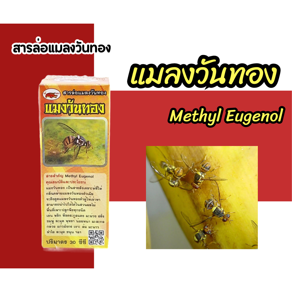 สารล่อแมลงวันทอง Methyl Eugenol ขนาด 30 ซีซี 30 CC methyl eugenol gold fly attractant