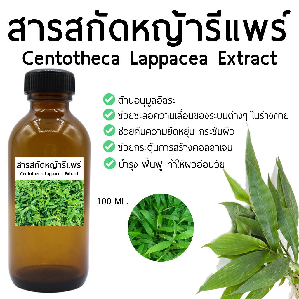 สารสกัดหญ้ารีแพร์ 100 ML.  Centotheca Lappacea Extract