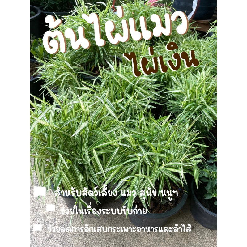 ไผ่แมว ไผ่เงิน กระถาง 8”(มีไซส์กระถาง 6”,11” อยู่คนละรายการจ้ะ)