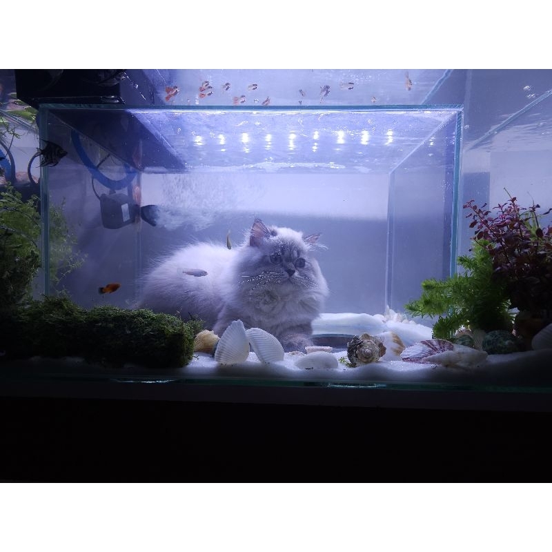 ตู้ปลาน้องแมว Aquarium's  Cat  24 นิ้ว ใหญ่พิเศษ หนา 6 มิล ตู้ปลาน้องแมว ตู้ปลาแมวลอด ตู้ปลาแมวแมว